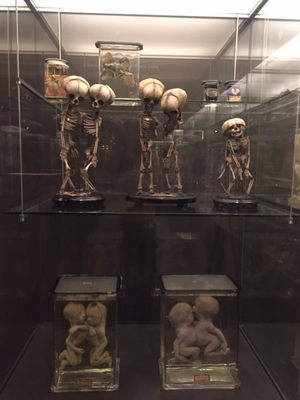 Museum Vrolik by null