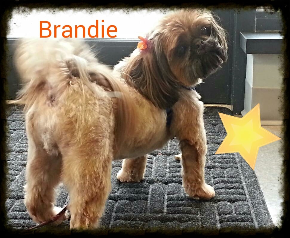 PURPLE POOCHIE DOG GROOMING STUDIO Updated September 2024 9952