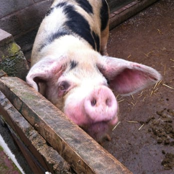 Hoo Farm Animal Kingdom - Zoos Near Me - Telford, TFW