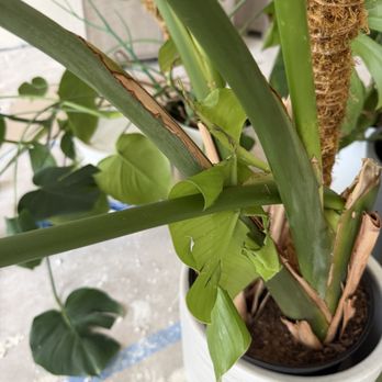 Brother Movers - Plants damaged - Movers Near Me - Santa Clara, California Brother Movers - Plants damaged - Movers Near Me - Santa Clara, California