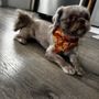 Photo of Bark & Bliss Pet Salon