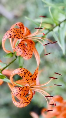 Red Butte Garden and Arboretum by null