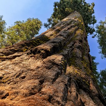 Calaveras Big Trees State Park - Calaveras Big Trees State Park - Parks Near Me - Arnold, California