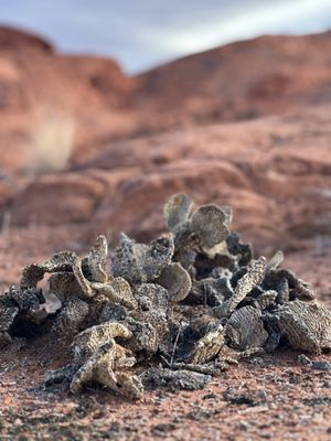 Valley of Fire State Park by null