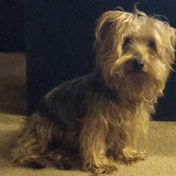 Dogs R US - Remy before his spa day. - Pet Groomers Near Me - Mary Esther, Florida
