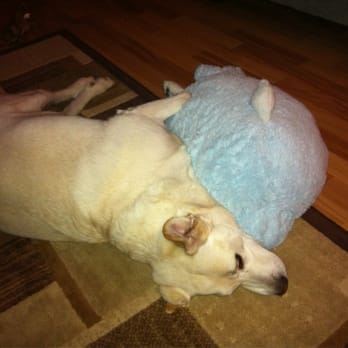 Happy At Home Pet Sitting - Buster happy @ home - Pet Sitting Near Me Happy At Home Pet Sitting - Buster happy @ home - Pet Sitting Near Me