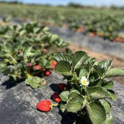 Sun Strawberry