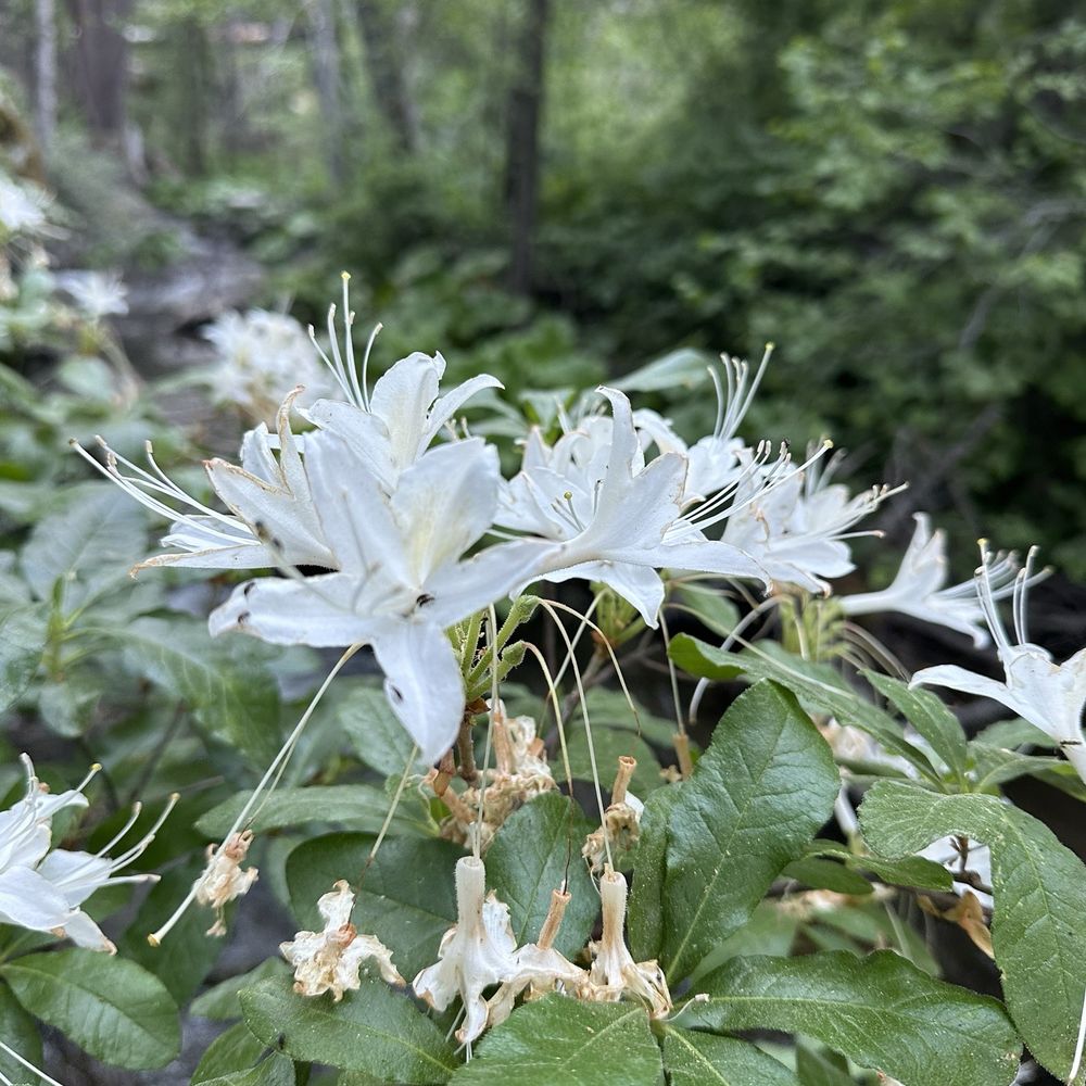 Lewis Creek Trail - Hiking Near Me Lewis Creek Trail - Hiking Near Me