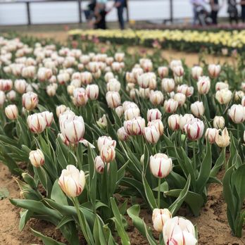 Texas-Tulips - Nurseries & Gardening Near Me - Pilot Point, Texas Texas-Tulips - Nurseries & Gardening Near Me - Pilot Point, Texas