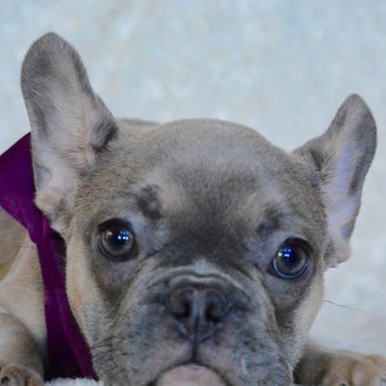 Ohana Bulldogs - Pet Breeders Near Me Ohana Bulldogs - Pet Breeders Near Me