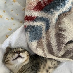 Berkeley Animal Care Services - My cat