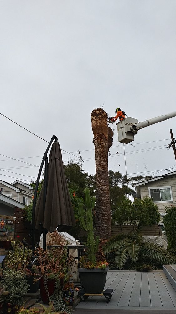 Artistic Arbor Gardens - tree service in San Diego, CA