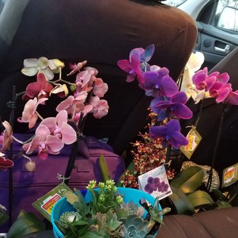 King Soopers - a variety of flowers in a car - Drugstores Near Me - Windsor, Colorado