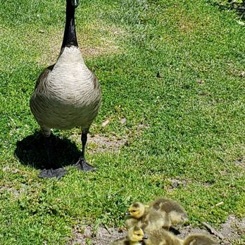 Lakeshore Park - Lots of baby geese in the park in April - Parks Near Me - Newark, California