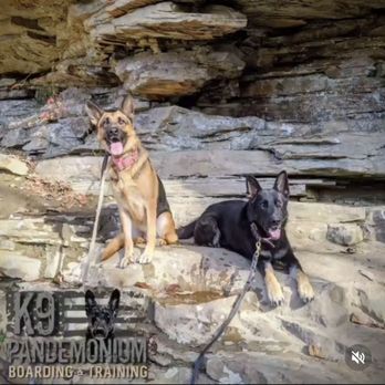K9 Pandemonium Boarding & Training - Fabulous dog trainer!! - Pet Training Near Me