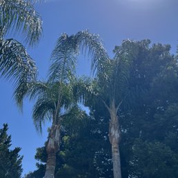 Palms after