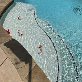 Vega Pool's & Spa Remodeling - Attention to detail, such as unique koi tiled on the children's steps. The coping is had cut and installed. Perfection in pool design. - Landscaping Near Me - Denton, Texas Vega Pool's & Spa Remodeling - Attention to detail, such as unique koi tiled on the children's steps. The coping is had cut and installed. Perfection in pool design. - Landscaping Near Me - Denton, Texas