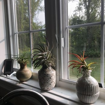 Vows Floral Design Studio - Here are my air plants used for decorating! - Florists Near Me - Falmouth, Massachusetts Vows Floral Design Studio - Here are my air plants used for decorating! - Florists Near Me - Falmouth, Massachusetts
