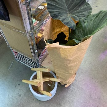Rainbow - Alocasia Regal shields! - Nurseries & Gardening Near Me - Rosemead, California Rainbow - Alocasia Regal shields! - Nurseries & Gardening Near Me - Rosemead, California