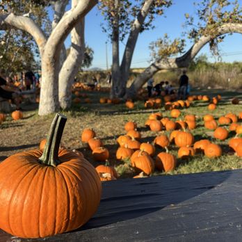 Joan's Farm & Pumpkin Patch - Pumpkin Patches Near Me - Livermore, California Joan's Farm & Pumpkin Patch - Pumpkin Patches Near Me - Livermore, California