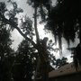 Photo of Complete Tree Care