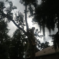 Complete Tree Care - Removal of Oak Tree