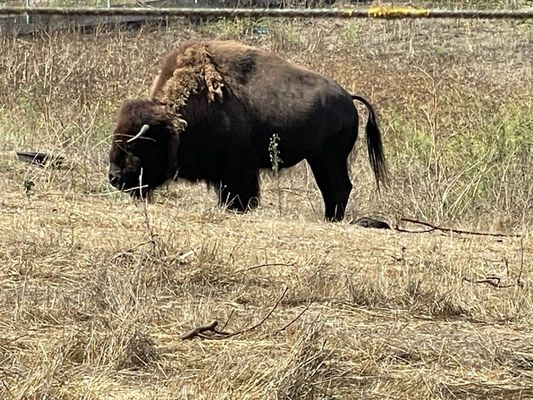 Bison Paddock by null