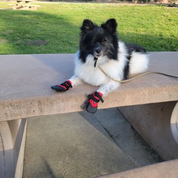 Rooted Dog Training - Gambit holding place on our walk. - Pet Training Near Me