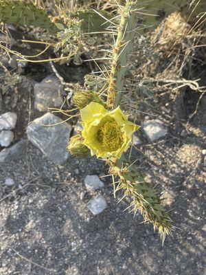 Catalina State Park by null