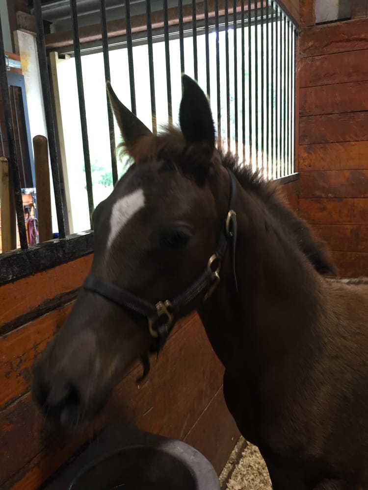 Reevedale Farm - equestrian in Middleborough, MA