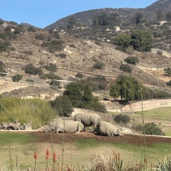 Watering Hole - Rhino taking a snooze while we eat - American Near Me - Escondido, California