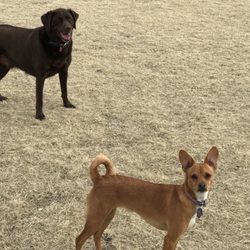 Squaw Valley Adventure Center - Best Dog Park in Nv