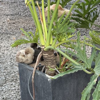 Thai Mee Up - Baby chicks sleeping in front of Thai mee up - Food Trucks Near Me - Kihei, Hawaii Thai Mee Up - Baby chicks sleeping in front of Thai mee up - Food Trucks Near Me - Kihei, Hawaii