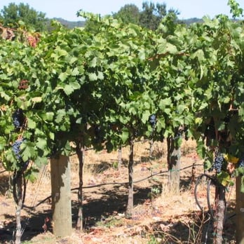 Unti Vineyards - Wineries Near Me - Healdsburg, California Unti Vineyards - Wineries Near Me - Healdsburg, California