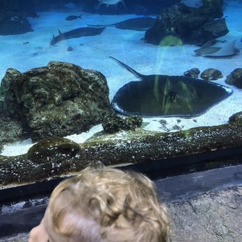 Downtown Aquarium - Sting rays! - Museums Near Me - Denver, Colorado Downtown Aquarium - Sting rays! - Museums Near Me - Denver, Colorado