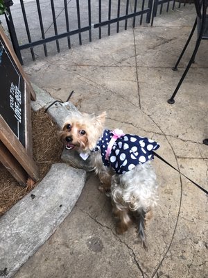 The Bulldog, Mid-City by null
