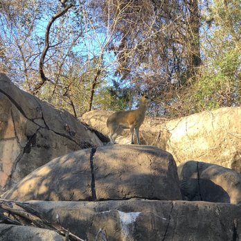 Dallas Zoo - Zoos Near Me - Dallas, Texas Dallas Zoo - Zoos Near Me - Dallas, Texas