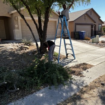 All Pro Landscaping - Tree Services Near Me - Tucson, Arizona All Pro Landscaping - Tree Services Near Me - Tucson, Arizona