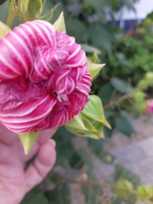 Kurashiki Bikan Historical Quarter by null