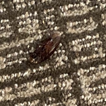 Comfort Inn & Suites Pine Bluff - Roach we killed in room - Hotels Near Me - Pine Bluff, Arkansas