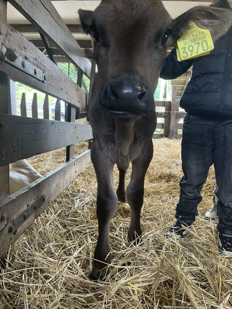 Ridammerhoeve Geitenboerderij