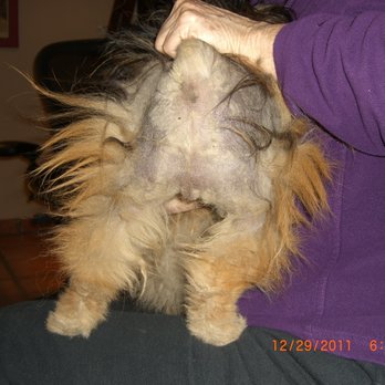 Mathews Bitsy Poms - Beware...Alopecia from this breeder - Pet Breeders Near Me