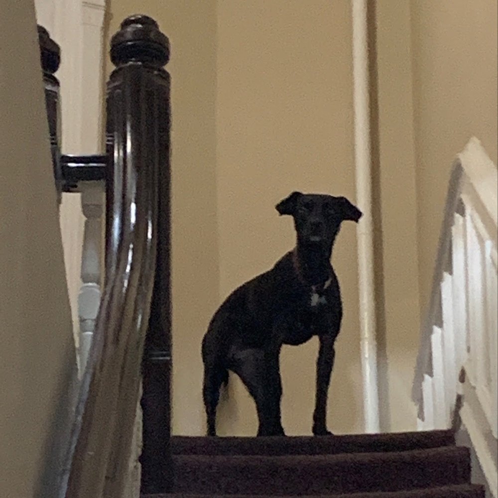 Pawmos Dog Training - Photo from her walker, excited to see each other! - Dog Walkers Near Me