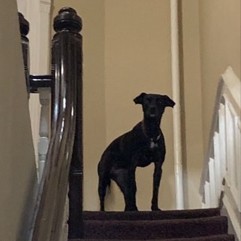 Pawmos Dog Training - Photo from her walker, excited to see each other! - Dog Walkers Near Me Pawmos Dog Training - Photo from her walker, excited to see each other! - Dog Walkers Near Me