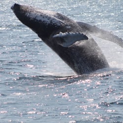 Cape Ann Whale Watch