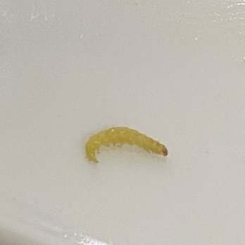 East Cafe - The maggot from my orange chicken - Japanese Near Me - Rockaway, New Jersey