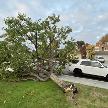 GM Landscaping & Tree Service - Landscaping Near Me - Vista, California GM Landscaping & Tree Service - Landscaping Near Me - Vista, California