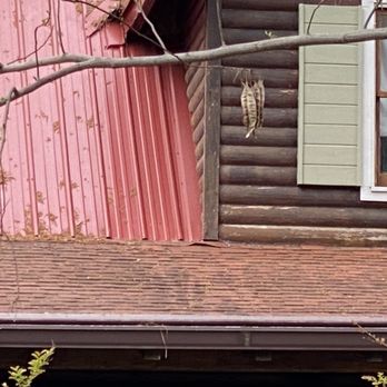 Squeegee Clean - Bleach streaks on asphalt shingles. - Pressure Washers Near Me - Irmo, South Carolina Squeegee Clean - Bleach streaks on asphalt shingles. - Pressure Washers Near Me - Irmo, South Carolina