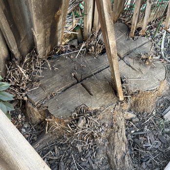 Castillo Tree Service - This old pic shows tree stump wrecking havoc on the old fence! - Tree Services Near Me - Hayward, California