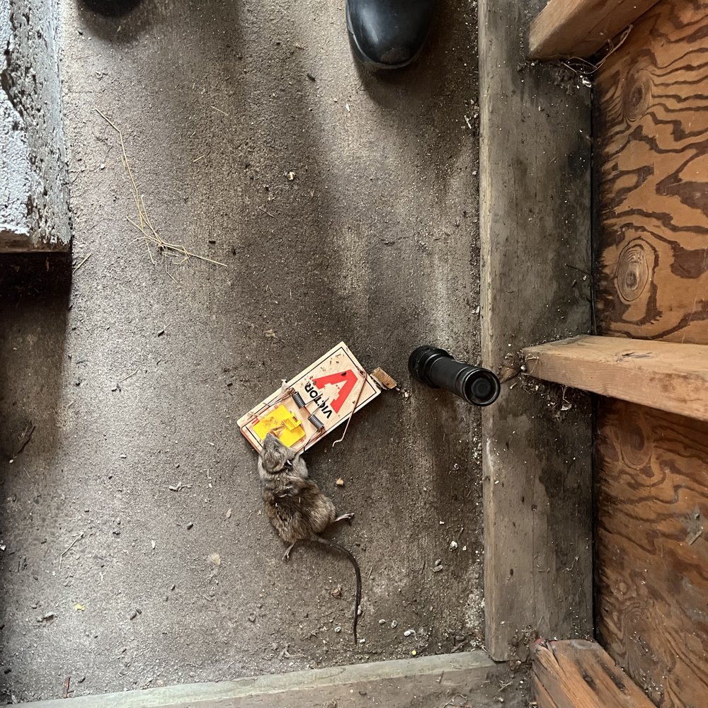 THE BEST 10 Pest Control near FRUITVALE, OAKLAND, CA 94601 - Marichals Pest  Control, Dan The Bug Man, HomeShield Pest Control - Quality & Affordability  - Updated 2026 - Yelp